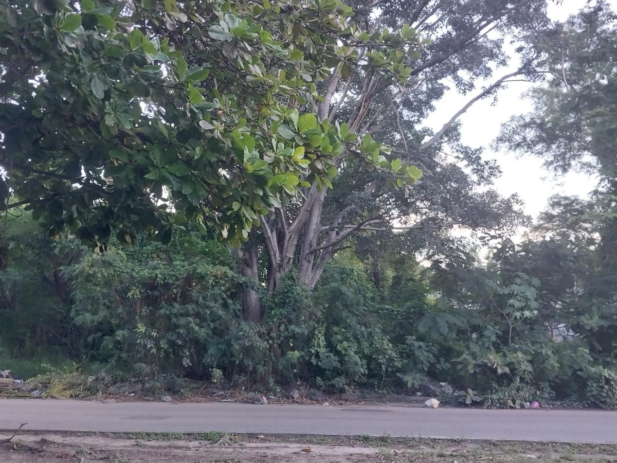 Foto 0 de Terreno en venta en Supermanzana 93, Benito Juárez, Quintana Roo | ID mx22-nw2373 | Nocnok