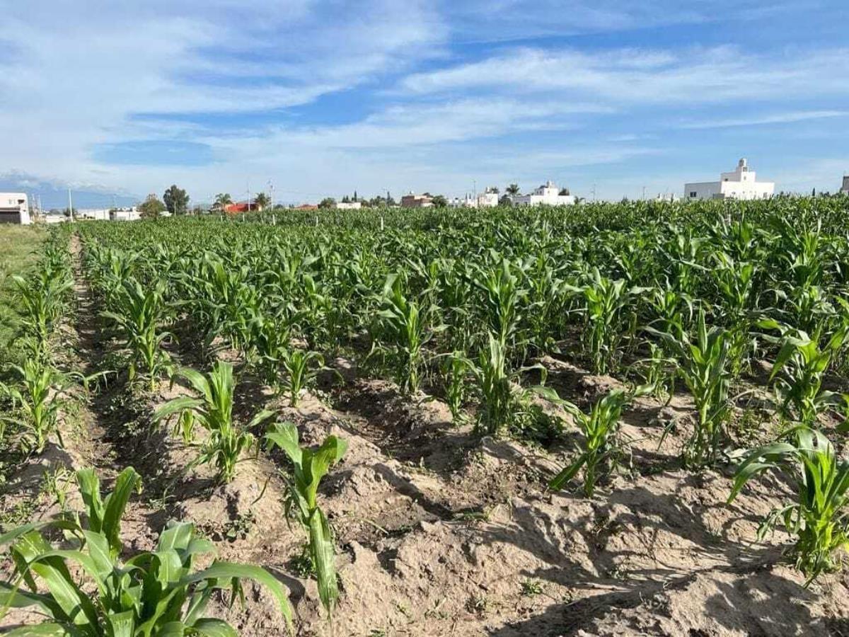 Foto 0 de Terreno en venta en San Bernardino Tlaxcalancingo, San Andrés Cholula, Puebla | ID mx23-oj0670 | Nocnok