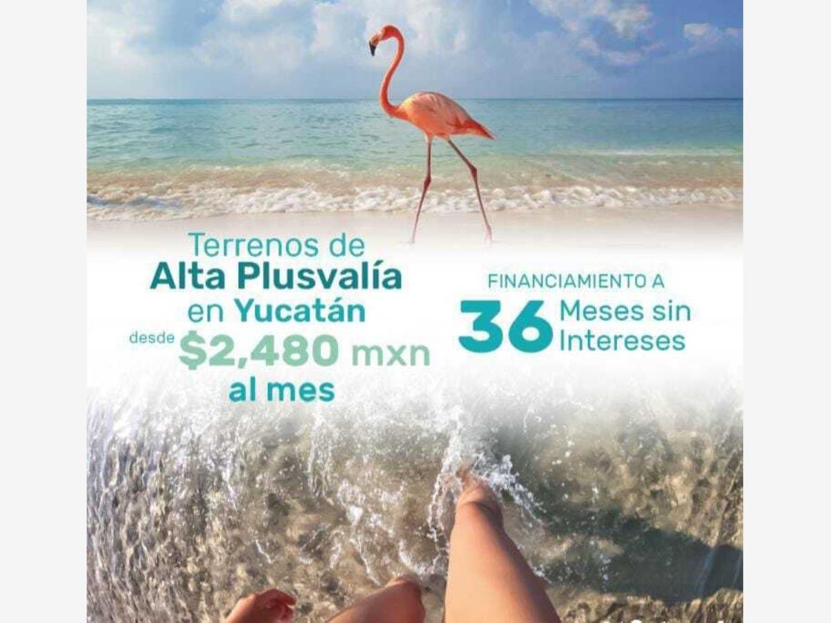 Foto 0 de Terreno en venta en Celestun, Celestún, Yucatán | ID mx24-pz0073 | Nocnok