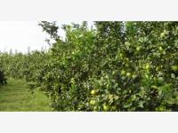 Terreno en venta en Cerro de Ortega, Tecomán, Colima Terreno en venta en Cerro de Ortega, Tecomán, Colima