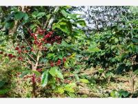 Terreno en venta en Cofradia de Suchitlan, Comala, Colima Terreno en venta en Cofradia de Suchitlan, Comala, Colima