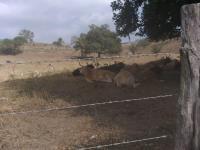 Finca-Rancho en venta en Boqueron, Paso de Ovejas, Veracruz de Ignacio de la Llave Finca-Rancho en venta en Boqueron, Paso de Ovejas, Veracruz de Ignacio de la Llave