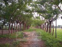 Terreno en venta en Enrique Rodriguez Cano, Huimanguillo, Tabasco