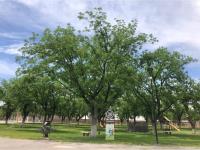 Terreno en venta en Las Trojes, Torreón, Coahuila de Zaragoza Terreno en venta en Las Trojes, Torreón, Coahuila de Zaragoza