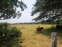 Terreno en venta en Mata de Uva Veracruz, sobre carretera 3 hectareas