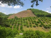 Finca-Rancho en venta en Gutierrez Zamora Centro, Gutiérrez Zamora, Veracruz de Ignacio de la Llave