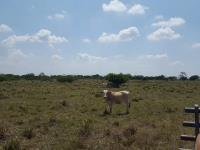 Rancho en venta en Cosamaloapan Veracruz, 175 has Rancho en venta en Cosamaloapan Veracruz, 175 has