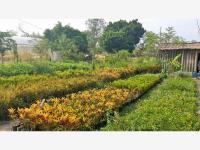 Terreno en venta en Cuautlixco, Cuautla, Morelos Terreno en venta en Cuautlixco, Cuautla, Morelos