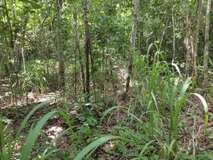 Terreno en venta en San Arturo, Tizimín, Yucatán
