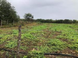 Finca-Rancho en venta en Cenote Yalsihón Buena Fe, Panabá, Yucatán