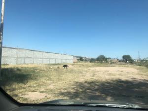 Terreno en renta en Arandas, Irapuato, Guanajuato