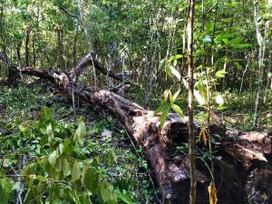 Terreno en venta en Macario Gómez, Tulum, Quintana Roo Terreno en venta en Macario Gómez, Tulum, Quintana Roo