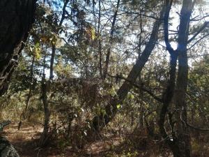 Terreno en venta en Tzintzuntzita, Tzintzuntzán, Michoacán de Ocampo Terreno en venta en Tzintzuntzita, Tzintzuntzán, Michoacán de Ocampo