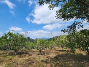 Finca-Rancho en venta en Manantial, Tihuatlán, Veracruz de Ignacio de la Llave