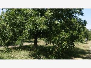 Finca-Rancho en venta en Lindavista, San Buenaventura, Coahuila de Zaragoza