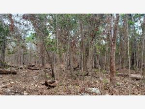 Terreno en venta en Natura Playa del Carmen, Solidaridad, Quintana Roo Terreno en venta en Natura Playa del Carmen, Solidaridad, Quintana Roo