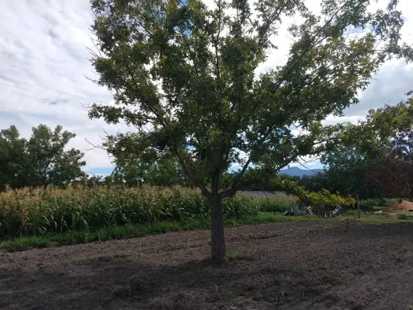 Terreno en venta en Del Perico, Parras, Coahuila de Zaragoza