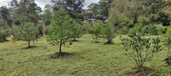 Terreno en venta en Avandaro, Valle de Bravo, México Terreno en venta en Avandaro, Valle de Bravo, México