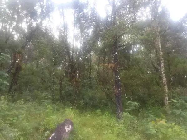 Terreno en venta en El Porvenir, Teopisca, Chiapas
