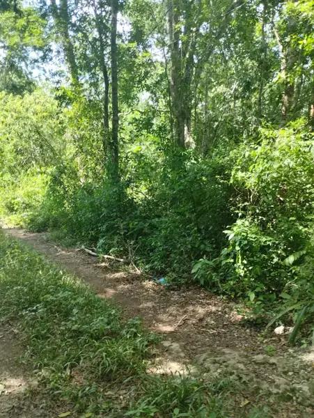 Terreno en venta en Chunyaxché, Felipe Carrillo Puerto, Quintana Roo