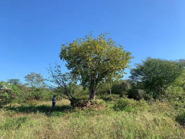 Terreno en venta en La Mina, San Pedro Pochutla, Oaxaca