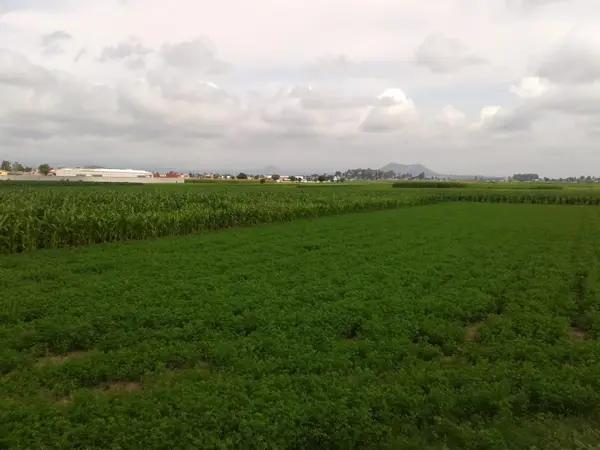 Terreno en Venta en Chipilo de Francisco Javier Mina, Puebla - Espacio Residencial