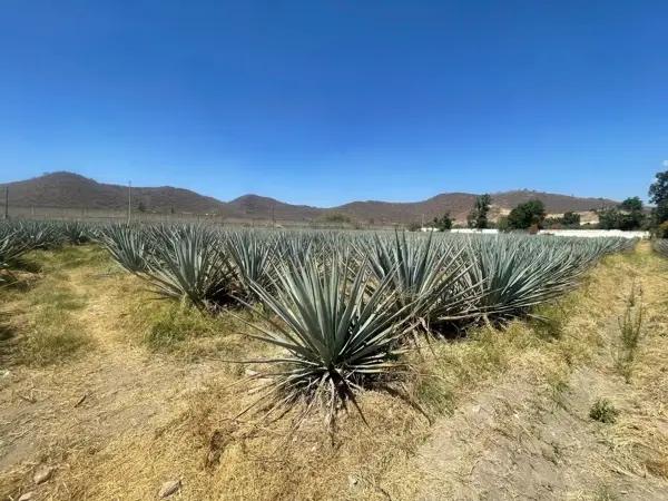 Terreno en Venta uso de Suelo Mixto en San Agustín!