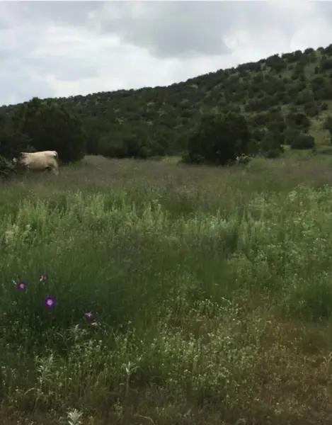 Terreno en venta en La Parrita, Mapimí, Durango