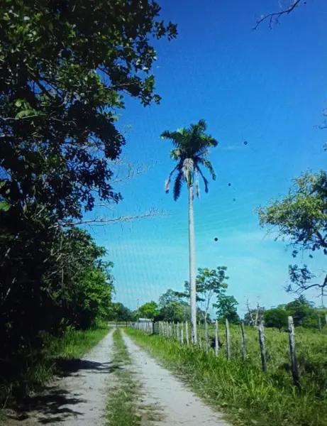 TERRENO EN RENTA PARA  PRODUCCION DE  CACAO  EN CARDENAS
