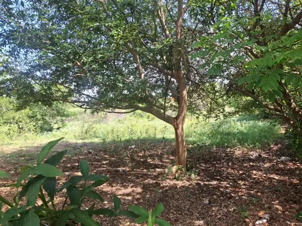 Terreno en Venta para Actividades Productivas en Medellín de Bravo, Veracruz Terreno en Venta para Actividades Productivas en Medellín de Bravo, Veracruz
