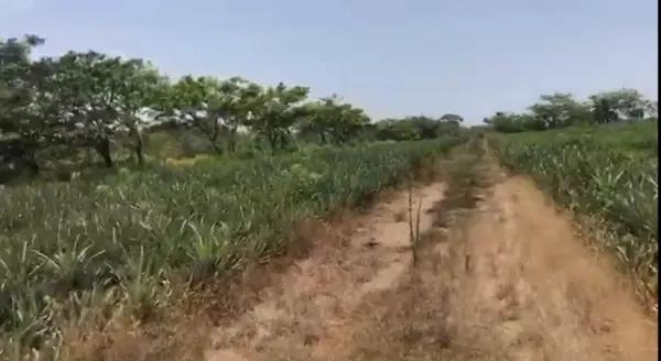 TERRENO EN VENTA A ORILLA DE CARRETERA EN LA LOCALIDAD LAGUNA VERACRUZ 1.6 HAS