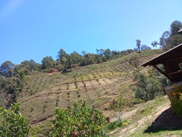 HUERTA DE AGUACATE SOBRE LA AUTOPISTA EN TZITZIO, MICHOACÁN
