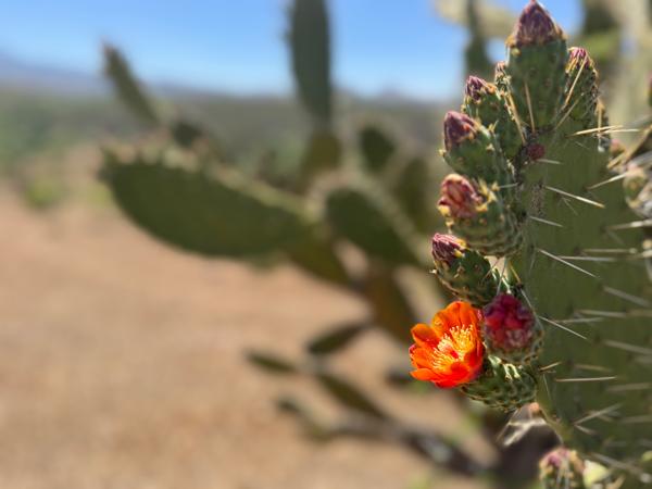 4 HECTÁREAS EN ACUITZIO MICHOACÁN