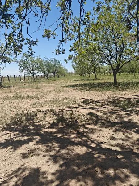 Venta de Terreno con 60 Nogales en el Vergel Venta de Terreno con 60 Nogales en el Vergel