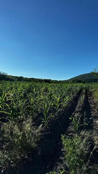 Oportunidad  VENTA de Rancho en El Rosario, El Marqués