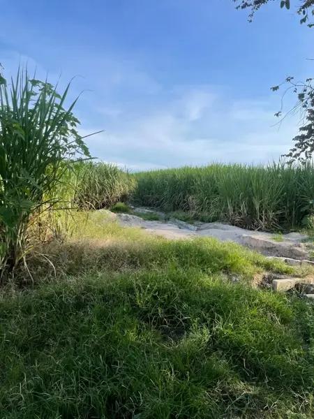 Venta de parcela de riego excelente ubicación en Galeana.