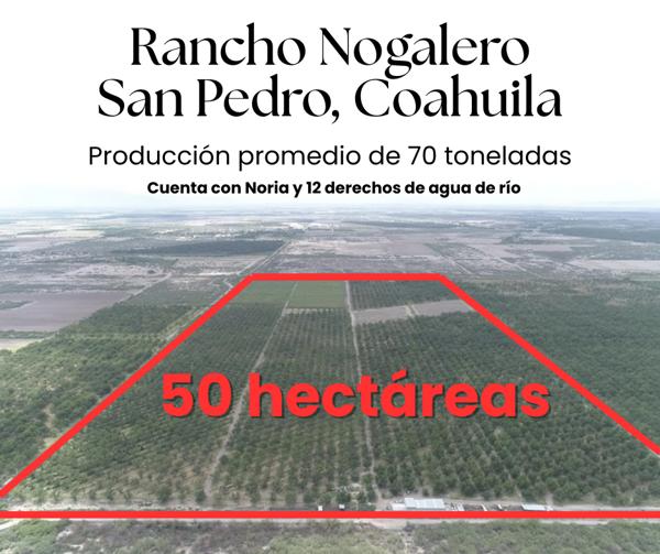 Rancho Nogalero en San Pedro, Coahuila Rancho Nogalero en San Pedro, Coahuila