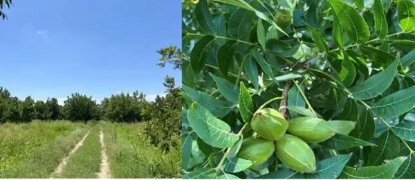 Quinta Nogalera en Venta