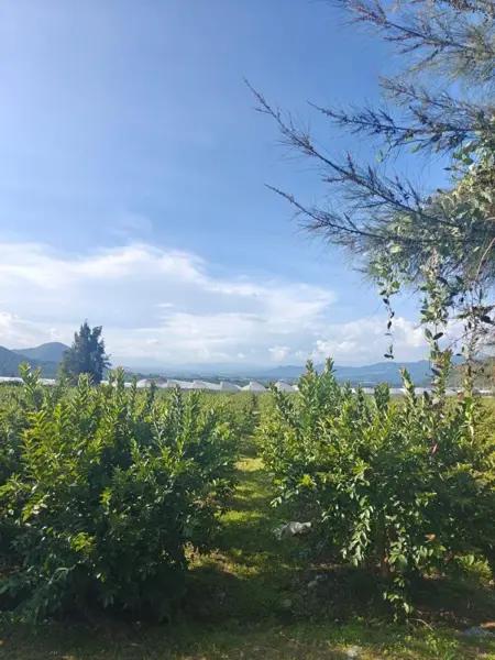 Terreno en Venta en Tonatico, Edo. de México