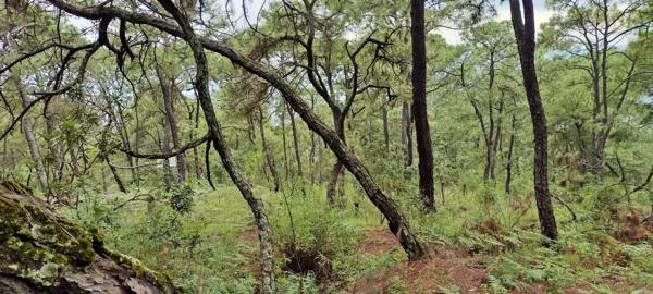 Terreno colinda con la Reserva de Monte Alto OPORTUNIDAD!!