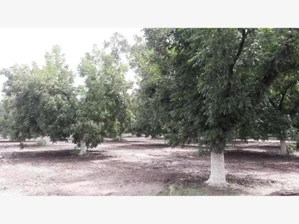 TERRENOS CAMPESTRES EN VENTA EN GOMEZ PALACIO DGO.