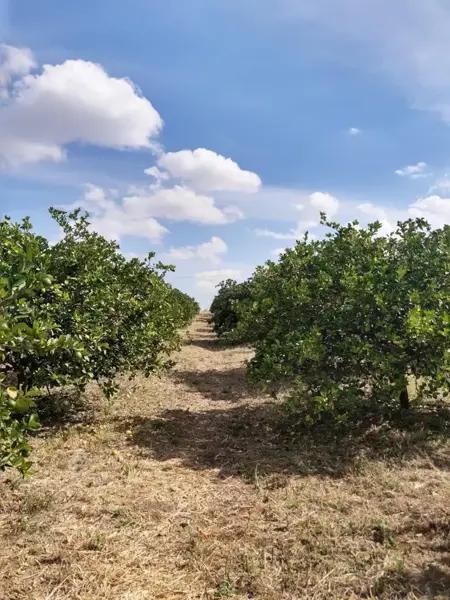 Venta de Rancho está San Francisco del Rincón Guanajuato, MEXICO