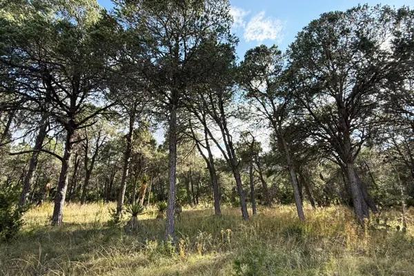 Gran oportunidad de inversión en La Esmeralda, Galeana