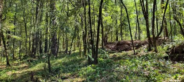 Terreno venta Cerro Gordo Avandaro cabaña bosque