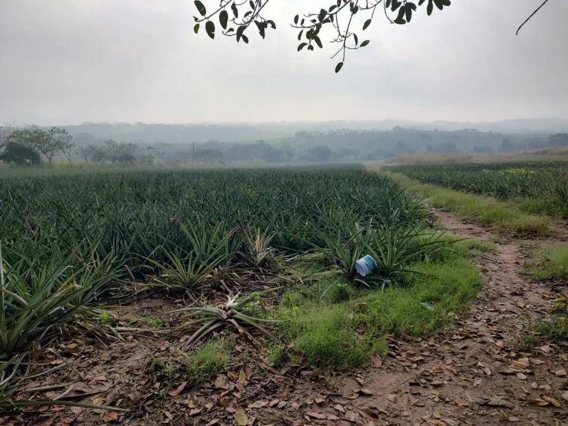 Foto 0 de Terreno venta ideal para actividades agricolas | Id nn-op1000206