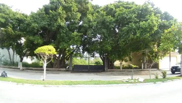 Renta – Av. Castellot, Col. Miami Renta – Av. Castellot, Col. Miami