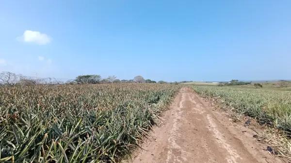 TERRENO PRODUCTIVO  EN VENTA CAMINO A LOS ROBLES