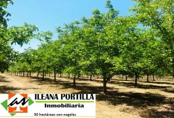 Cuatro Mil Nogales en Producción.