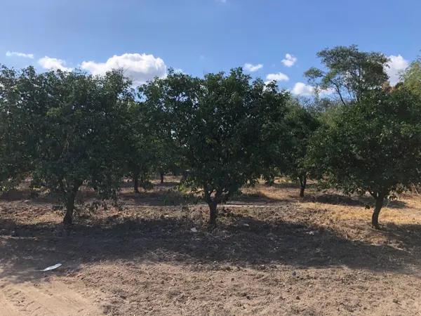 Terreno en venta en Linares Nuevo León