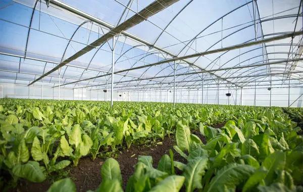 Venta Rancho para Cultivo en Invernadero, Morelos